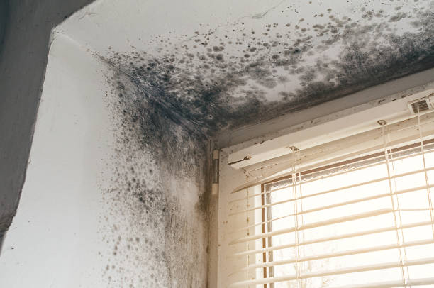 Affordable Mold Removal solutions in Riverview, MI